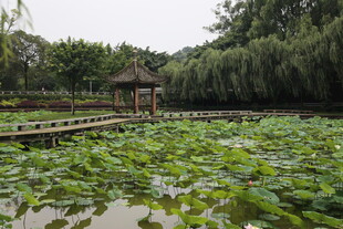 荷塘中的古朴凉亭景观