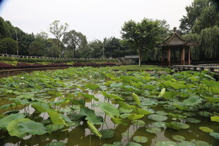 夏日荷塘美景
