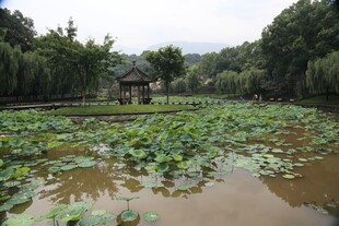 夏日荷塘景色
