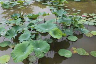 池塘中的荷叶景观