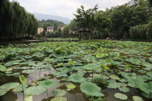 荷塘绿意 自然静谧之景