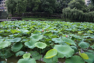 夏日荷塘绿意盎然