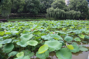 夏日荷塘荷叶茂盛景象