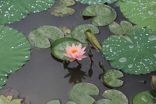 水中绽放的娇艳粉色睡莲