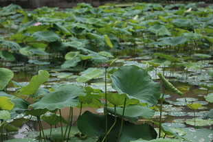 荷塘绿意浓