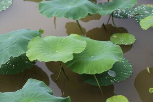 池塘中舒展的翠绿荷叶
