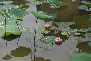 荷塘中的娇艳荷花与荷叶