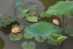 池塘中的睡莲与荷叶