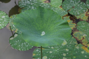 荷叶上的晶莹水珠