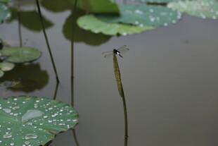 荷叶间的蜻蜓