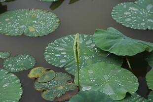 池塘中的荷叶与荷花茎