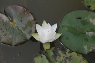 水中白睡莲 静美如画