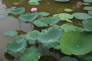 荷塘中绽放的粉色荷花
