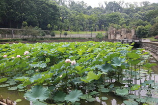 荷塘绿意 自然静谧之景