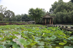 荷塘美景中的中式凉亭