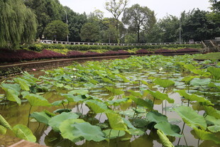 夏日荷塘绿意浓