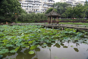 湖畔荷景中的古典凉亭