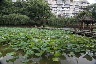 荷塘畔的中式景致
