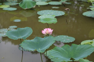 水中绽放的娇艳荷花