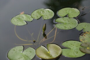 水面上的漂浮睡莲叶片