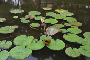 池塘中的睡莲叶片