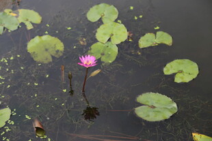 水中绽放的娇艳粉色睡莲