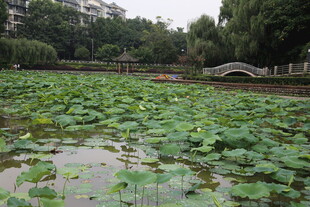 荷塘绿意 石桥静立