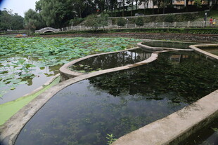 荷塘边的清幽景致