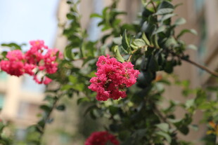 娇艳盛开的粉红色花朵