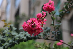 娇艳盛开的粉色花卉