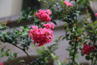 娇艳盛开的粉红色花朵