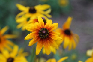 黄色黑心菊绽放的美丽