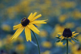 田野中的美丽黑心金光菊