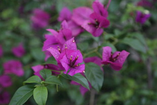 娇艳三角梅绽放