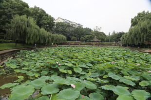 夏日荷塘绿意盎然