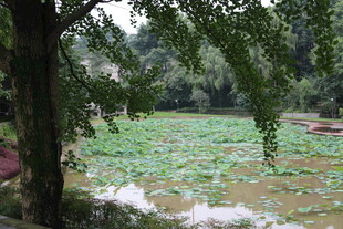 夏日荷塘绿意浓