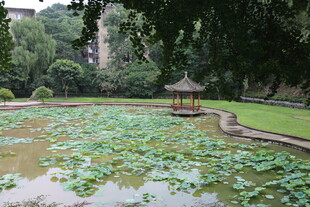 中式池塘荷花与亭景