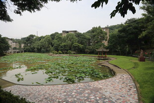 池塘荷花景观 绿意盎然