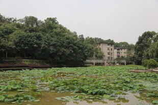 荷塘绿意 周边林木环绕