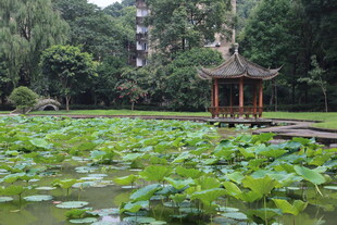 荷塘中的古典凉亭