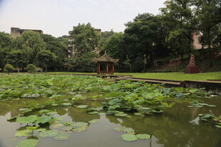 荷塘绿意 静谧的自然景致