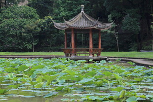 荷塘中的中式古典凉亭