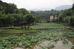 夏日荷塘畔的自然风光