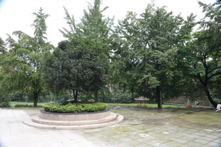 圆形花坛旁的绿树景观