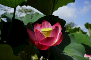 娇艳盛开的粉色荷花