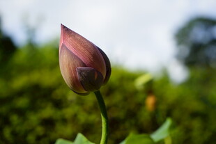 含苞待放的娇艳荷花