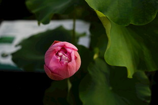 娇艳粉色荷花初绽