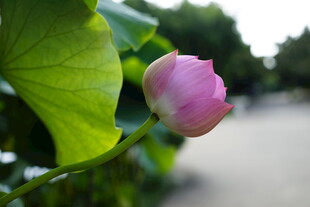 含苞待放的娇艳荷花