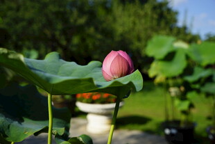 含苞待放的娇艳荷花