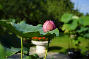 含苞待放的娇艳荷花
